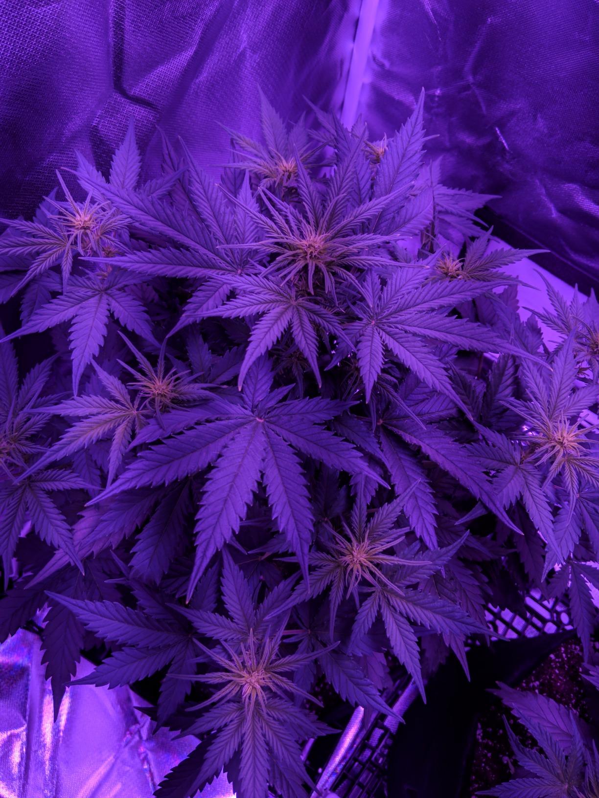 Upgrade Integrated Auto Grow Tent Kit Complete Kit, S1000 LED Grow Light, 32