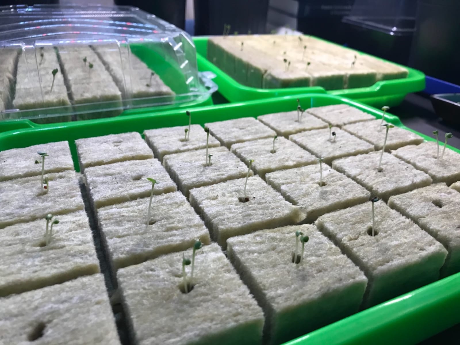 1.5 inch Rockwool/Stonewool Grow Cubes Starter Sheets for Cuttings, Cloning, Plant Propagation, Seed Starting Hydroponic Grow Media Growing Medium for Vigorous Plant Growth (28, 1.5) customer photo 1