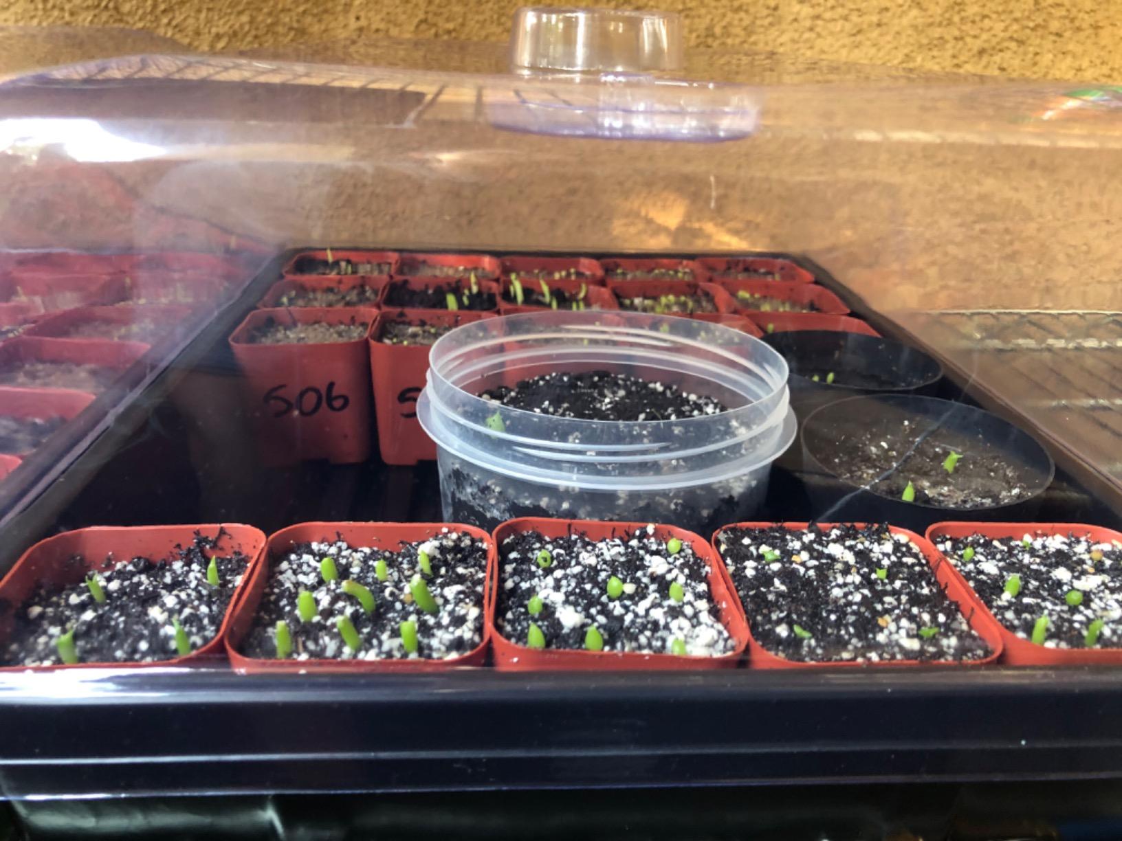 SOLIGT Thick Plastic 3-Set Strong Seed Starter Trays with 5