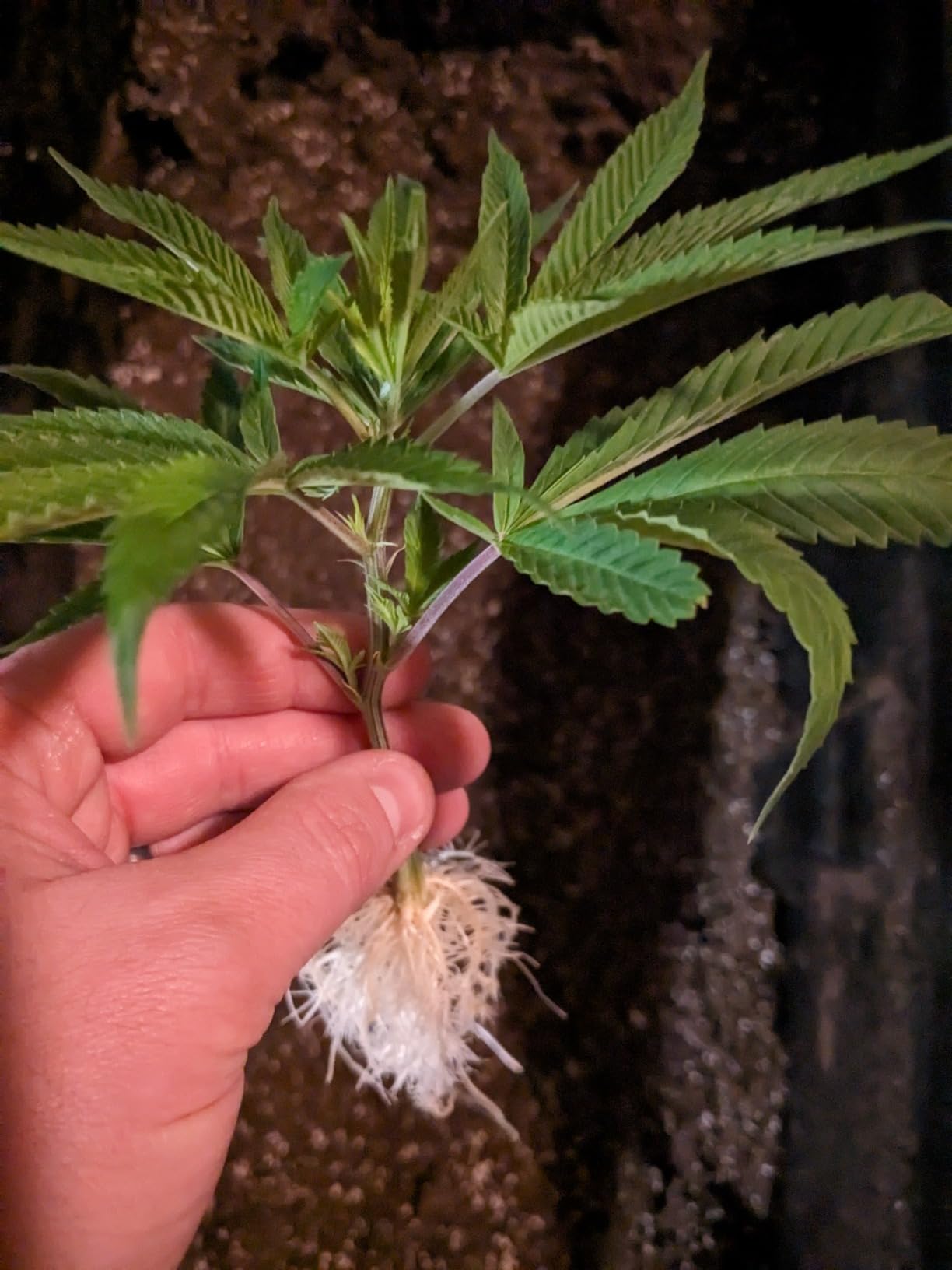 HORTIPOTS Cloning Machine Aeroponic Cloner System 70 Site for Plant Cuttings Using 1.625 inch Neoprene Clone Inserts (1-5/8 inch) customer photo 1