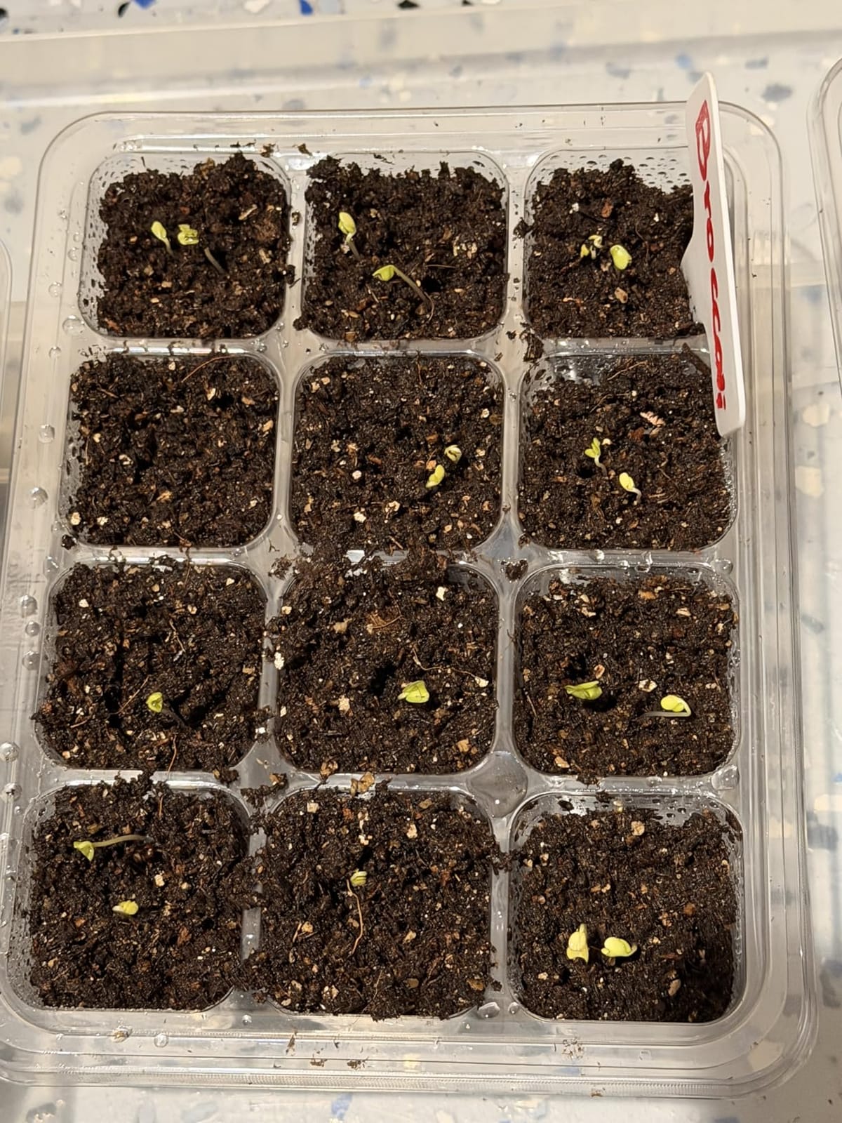 MIXC 10 Pack Seed Starter Tray, 120Cell Stater Kit with Humidity Dome Green customer photo 2