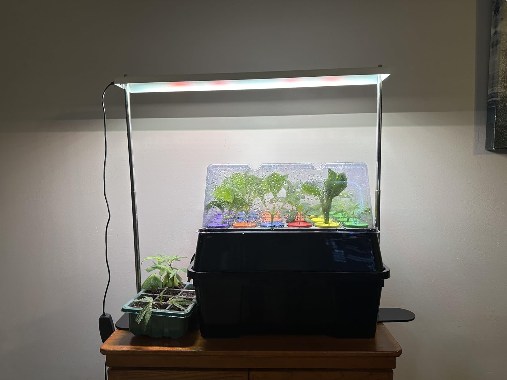 Aeroponic Cloner Machine 24 Site for Cuttings Rooting Using 2 inch Neoprene Inserts or 2 inch Clone Collars customer photo 1