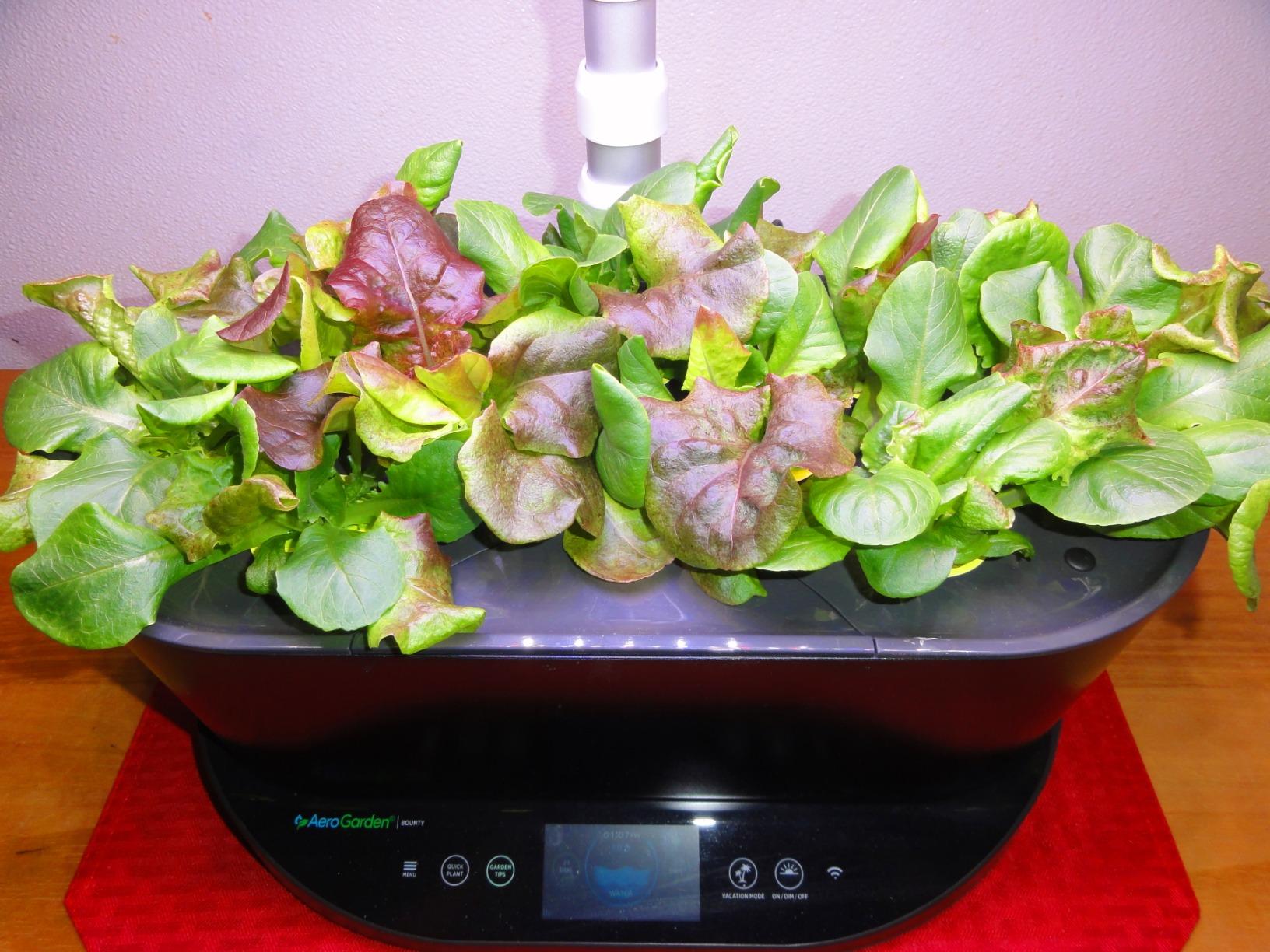 AeroGarden Bounty, White customer photo 1