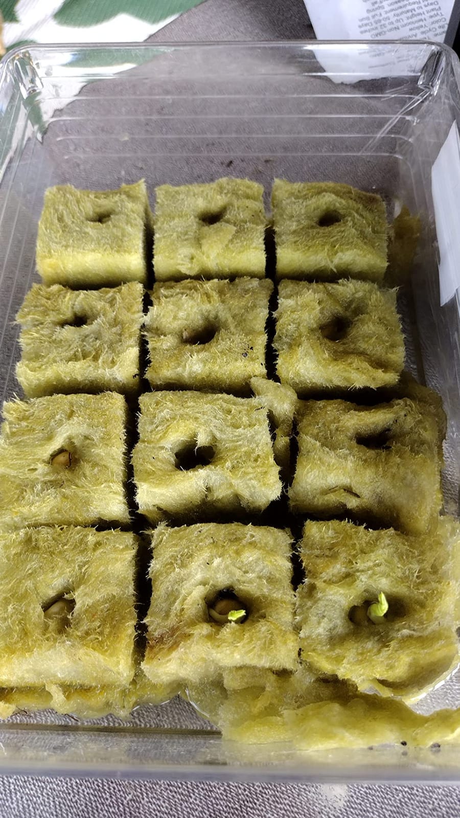 MI0512 1.5” Rockwool Starter Plugs for Hydroponics, Rockwool Grow Cubes, 1 Sheets of 28 Plugs (Small) customer photo 2