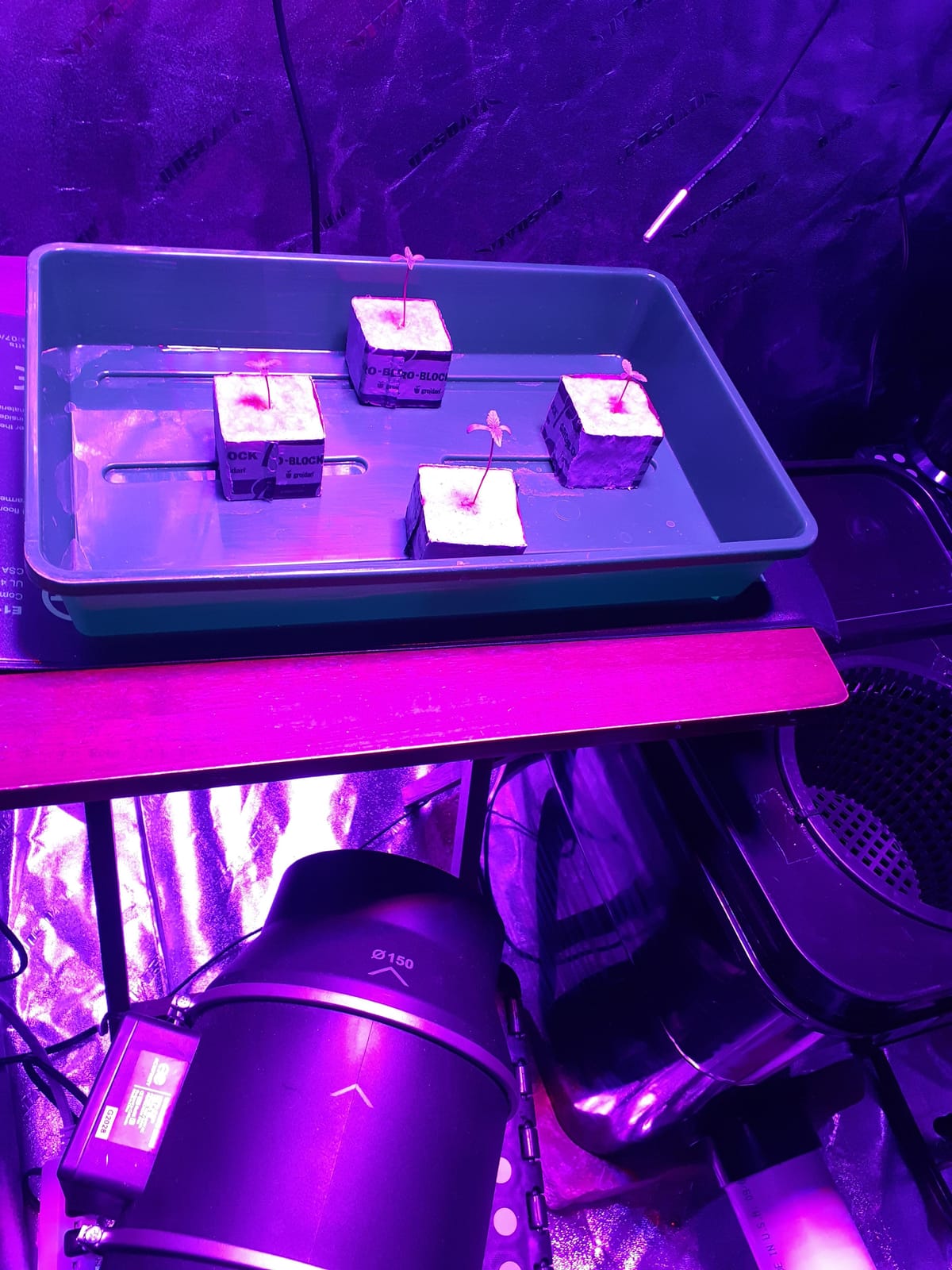 Propagator Tray with Vented Dome, Thick Mini Greenhouse for Seedlings customer photo 2