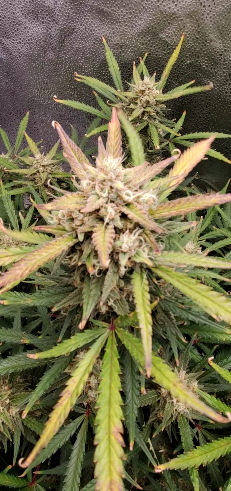 Spider Farmer 2x4 SF2000 200W Complete Grow Tent Kit with GGS Auto Control customer photo 2