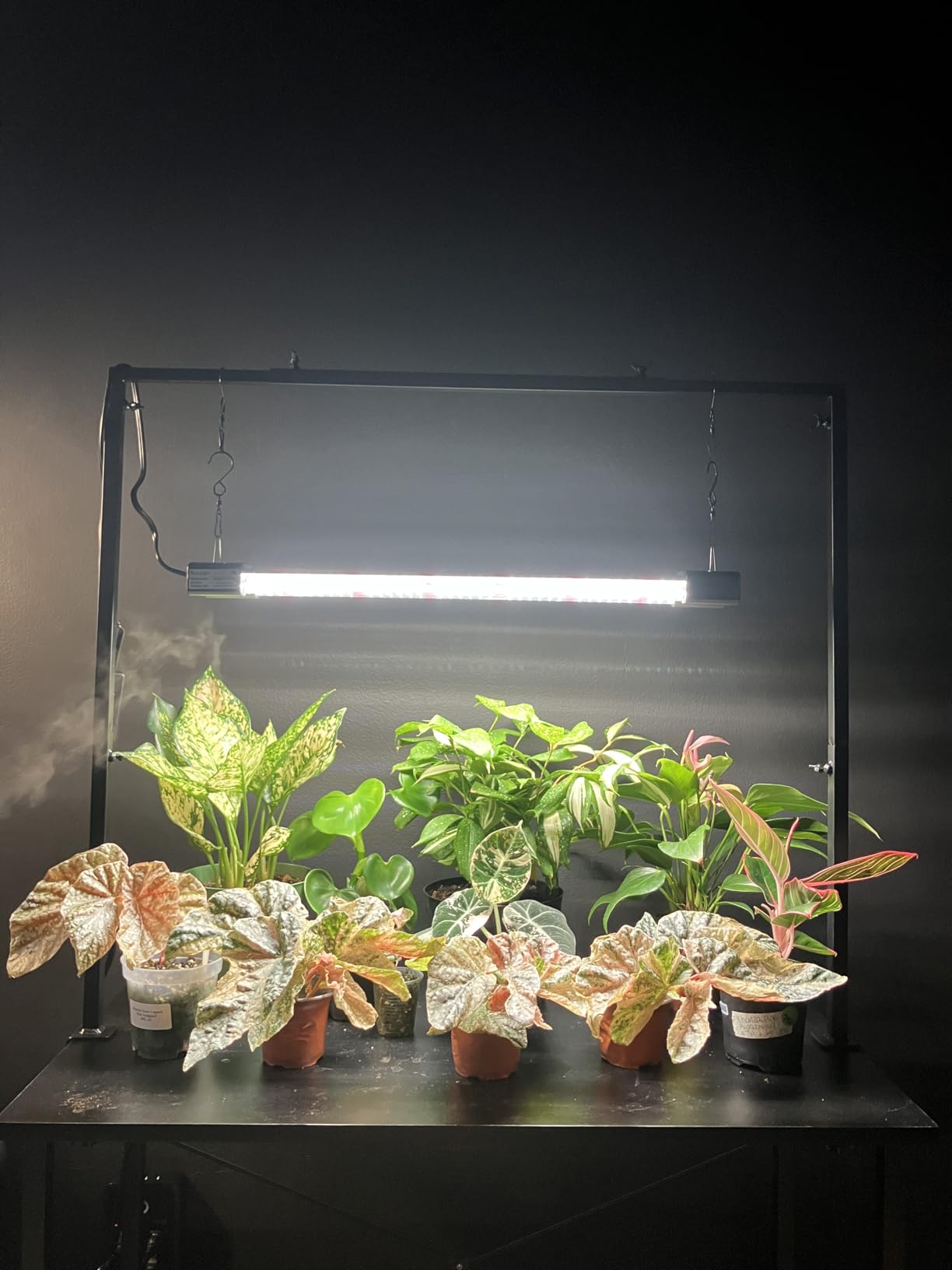 DYMOND BoostGro LED Grow Light Full Spectrum Linkable 5000K Daylight + 660nm Red Indoor Plant Lighting Fixture (2 FT, Black) customer photo 1