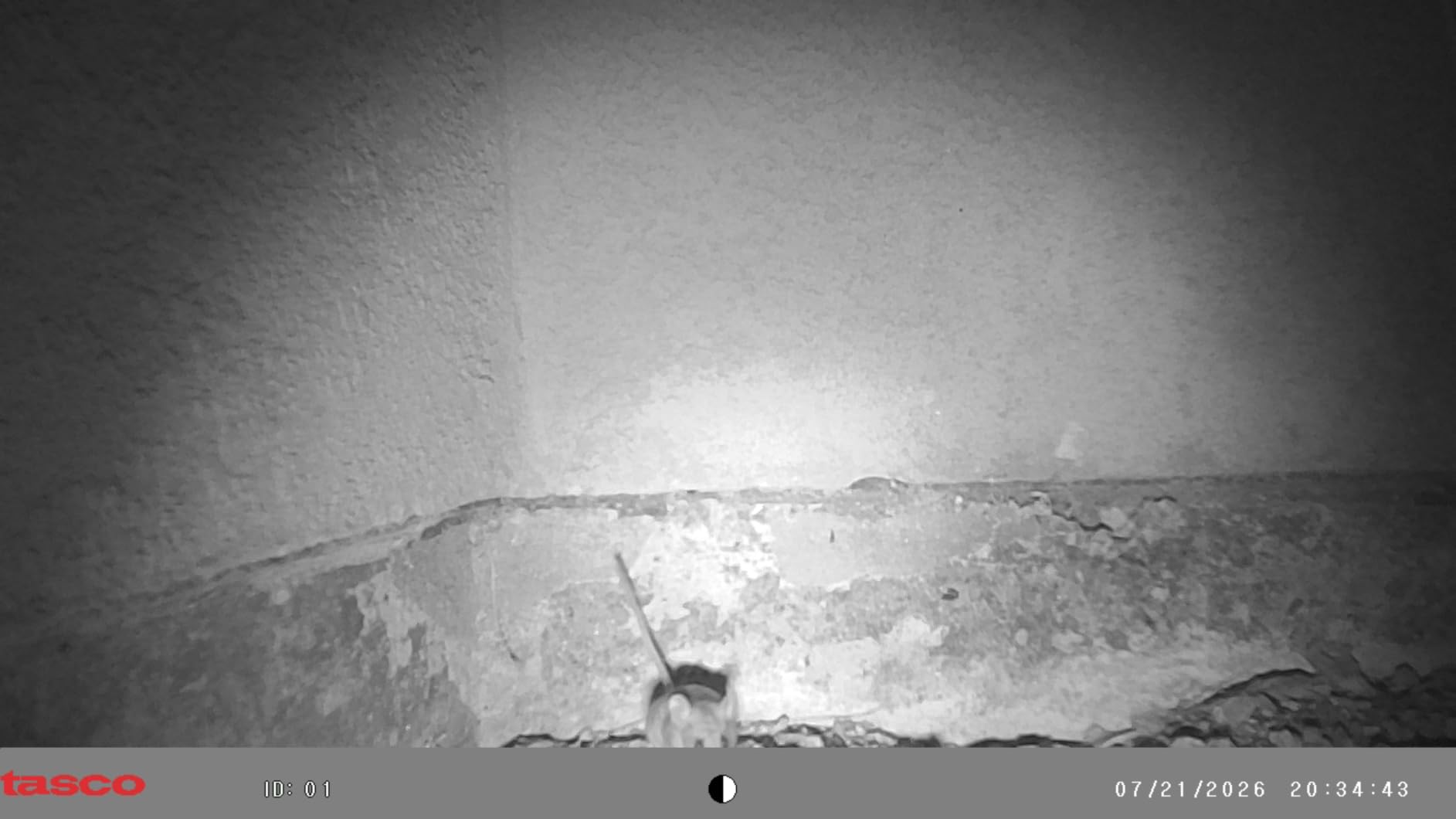 Tasco 12MP Trail Camera with Low Glow Infrared Flash customer photo 1