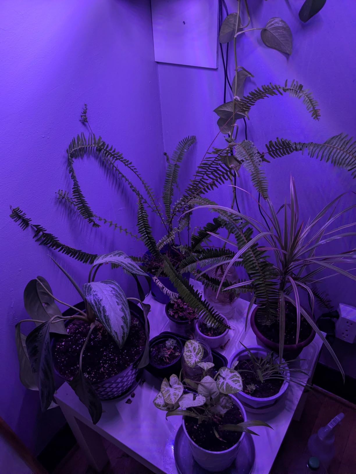 Shyineyou Grow Lights for Indoor Plants Full Spectrum, 80 LEDs Plant Lights for Indoor Growing with 3/9/12H Timer, 3 Color Modes & 9 Brightness, 4 Heads Clip-On Plant Grow Light customer photo 1
