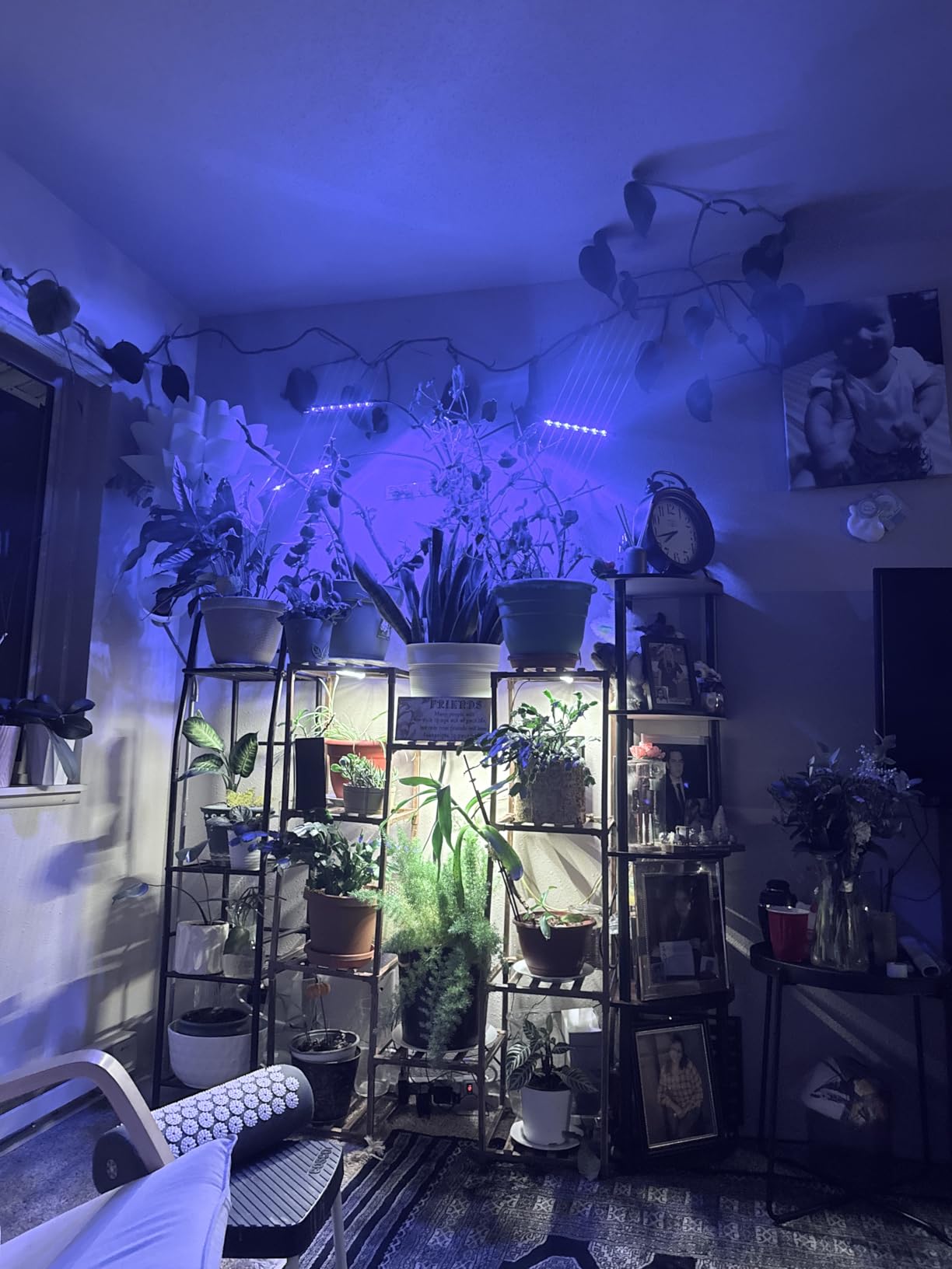 Shyineyou Grow Lights for Indoor Plants Full Spectrum, 80 LEDs Plant Lights for Indoor Growing with 3/9/12H Timer, 3 Color Modes & 9 Brightness, 4 Heads Clip-On Plant Grow Light customer photo 2
