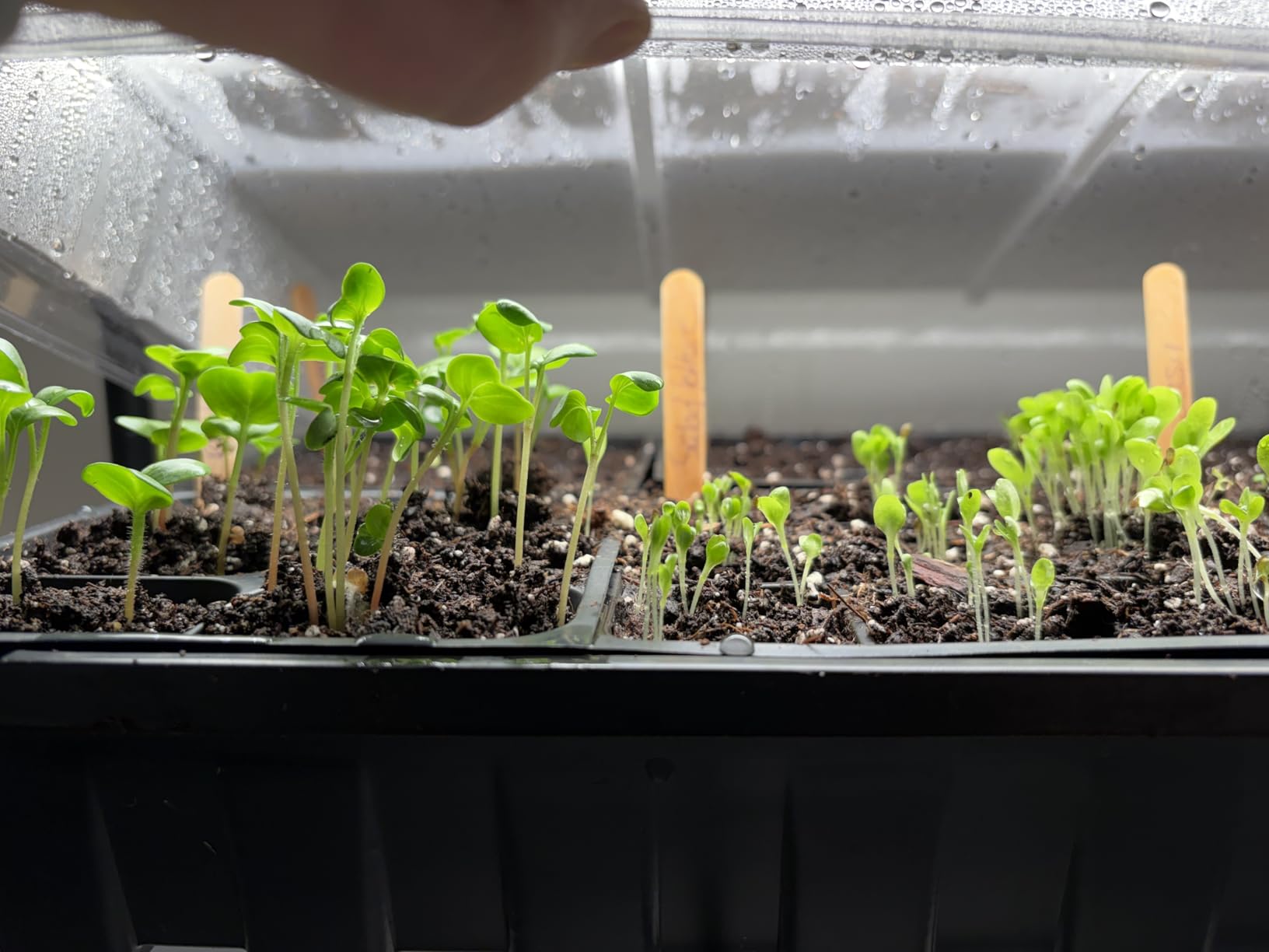 Bstrip DIY Plant Shelf with Grow Light, Adjustable, 29.5x13.8x70.9in customer photo 1