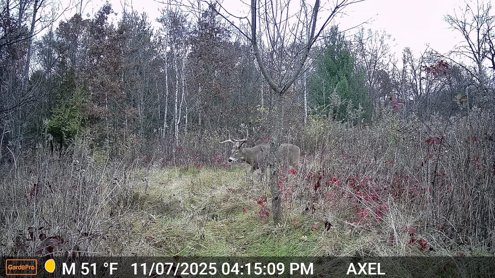 GardePro E5S Non-Cellular Trail Camera, 64MP Photo & 1296P HD Video customer photo 2