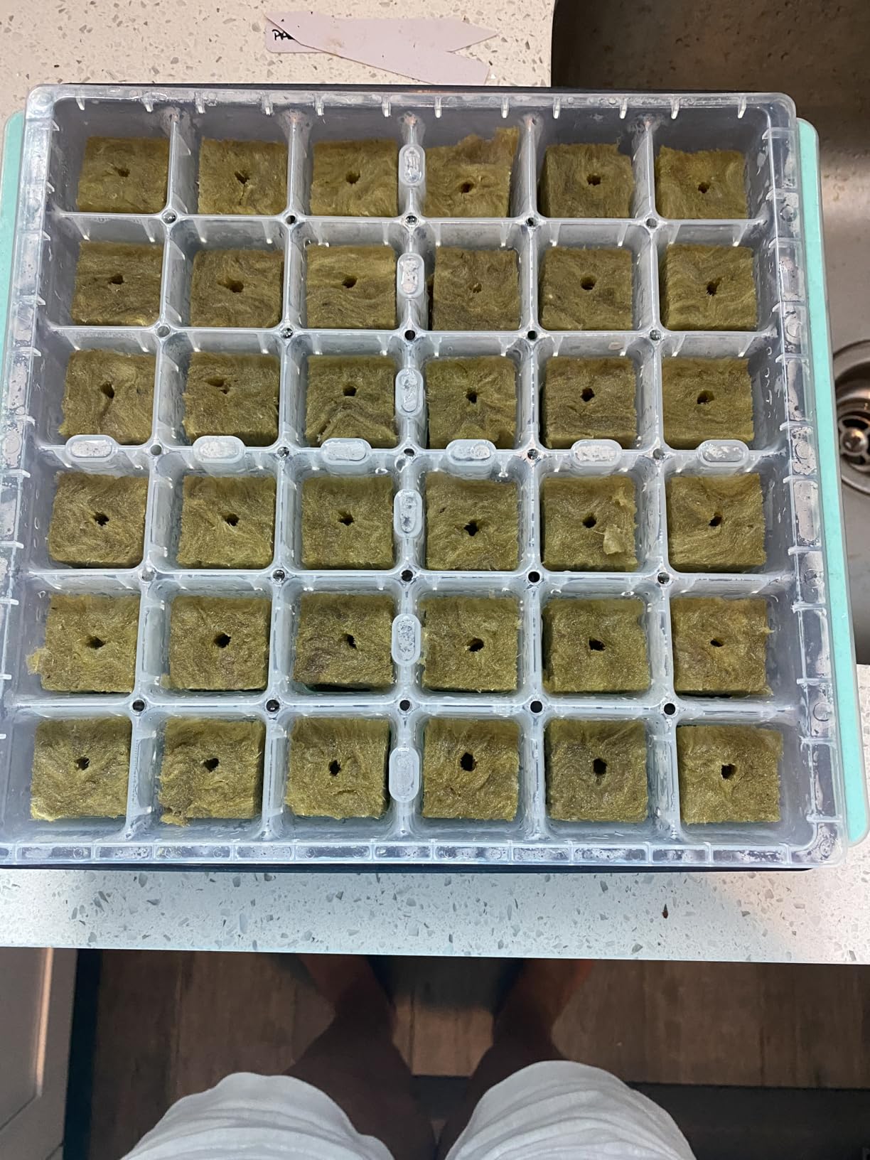 Legigo 1 Inch Rockwool Cubes Seed Starter Plugs for Hydroponics, 100 Plugs customer photo 1