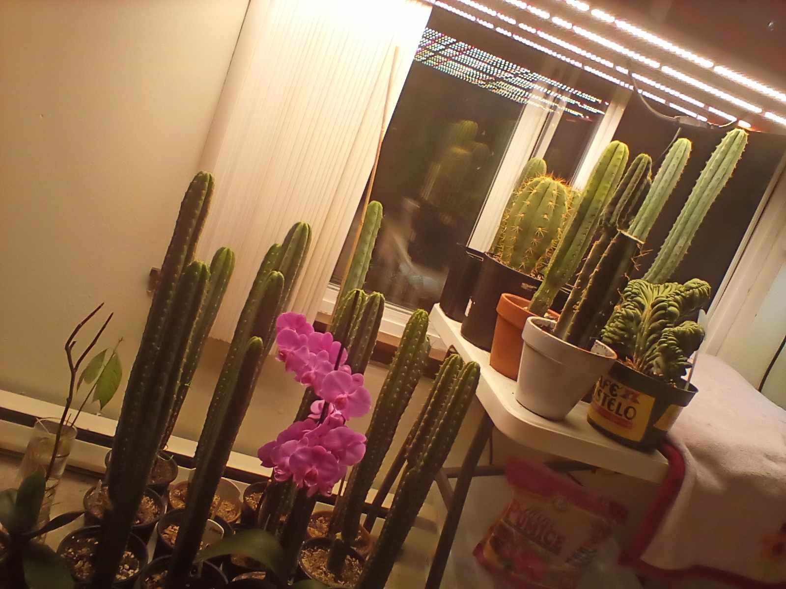 Spider Farmer G4500 LED Grow Light 320W for 2x4 Grow Tents, App‑Controlled customer photo 1
