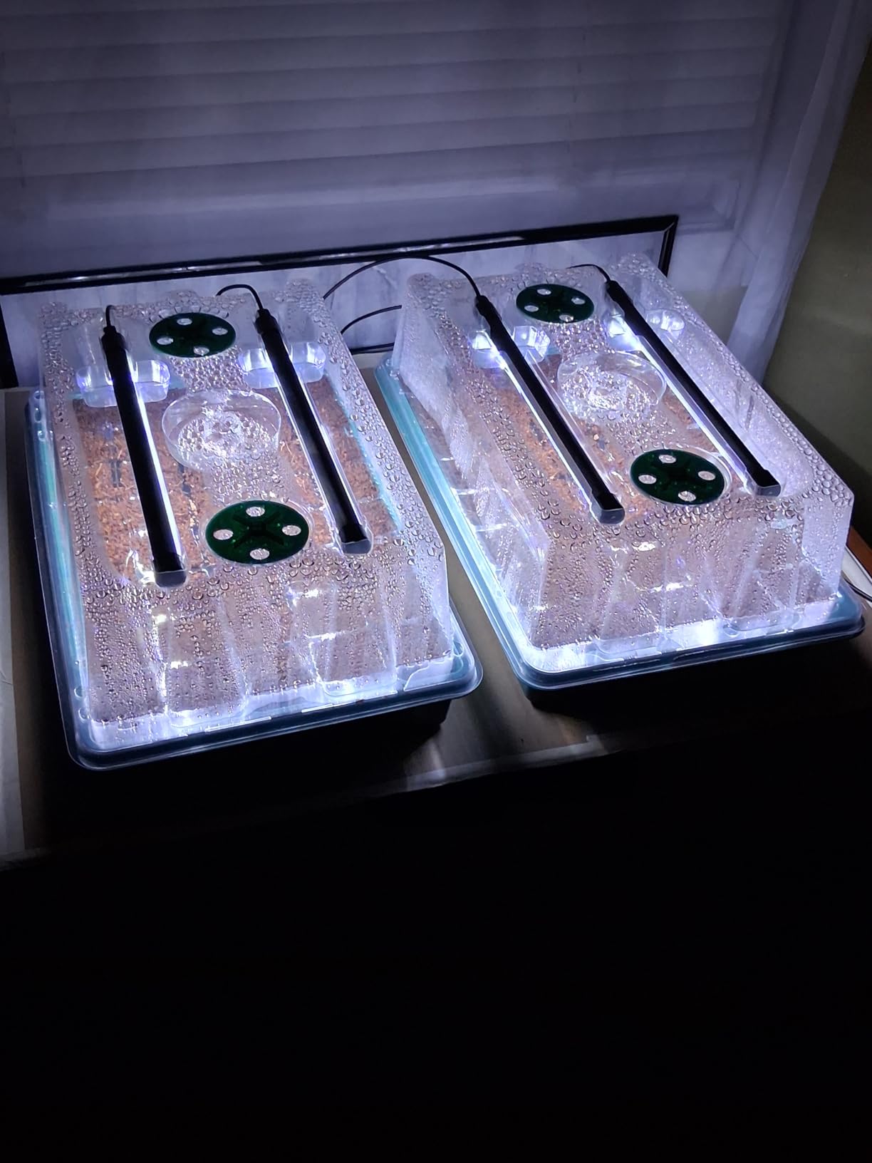 BlumWay Seed Starter Tray with Grow Light, Humidity Dome, 2 Pack 80 Cells customer photo 1