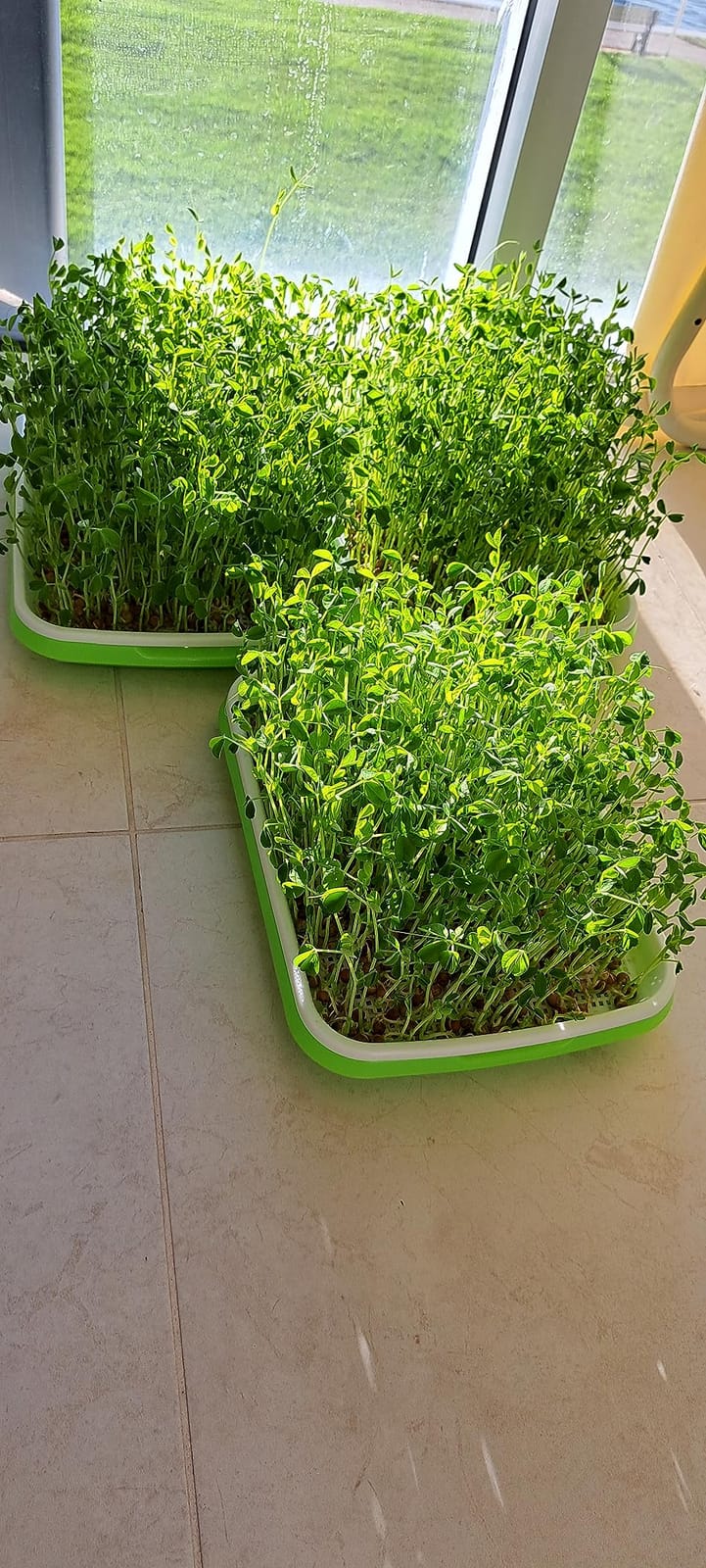Hydroponics Nutrients for Aerogarden(800ml in Total), Plant Food A & B Hydroponics Supplies, Indoor Plant Fertilizer for Hydroponics Growing System, Hydroponic Solution for Vegetables Thrive customer photo 1