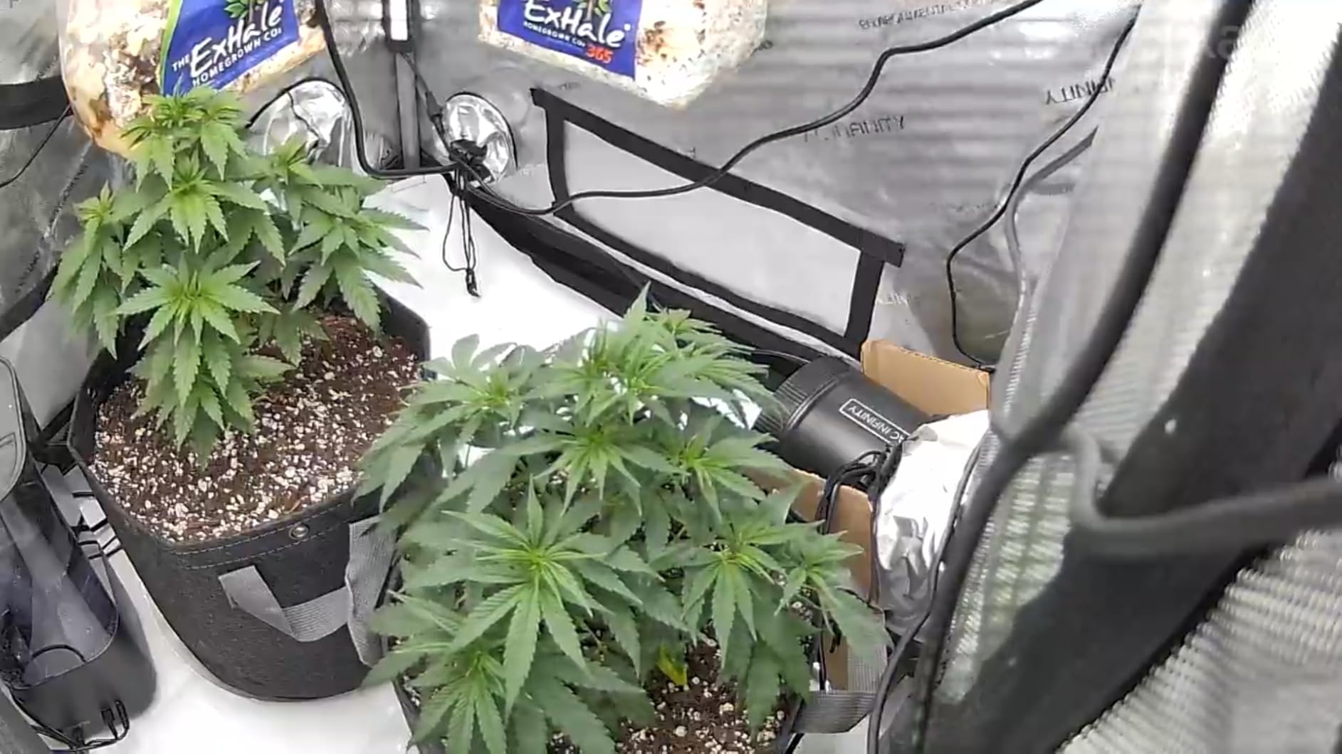 AC Infinity IONBEAM S16, Full Spectrum LED Grow Light Bars 16” customer photo 2