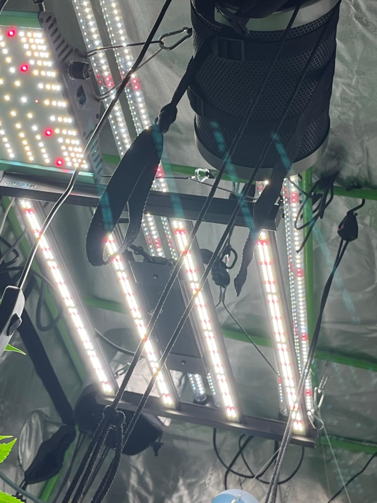 CANAGROW CG1200 LED Grow Light for Indoor Plants 2x2ft Coverage with High Yield Diodes, Sunlike Full Spectrum Dimmable Growing Lamps for Hydroponic Indoor Seeding Veg Bloom Greenhouse(Black) customer photo 2