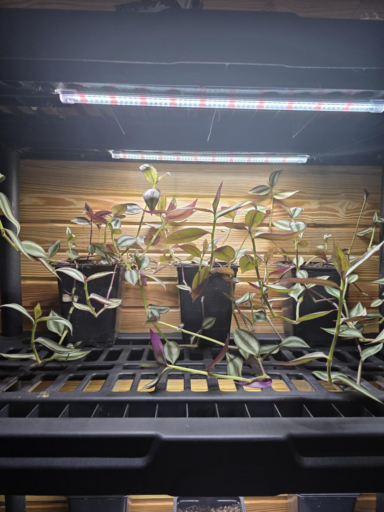 SDOVUERC 16'' 3 Bars Grow Light Strips for Indoor Shelves Plants Growing. customer photo 2