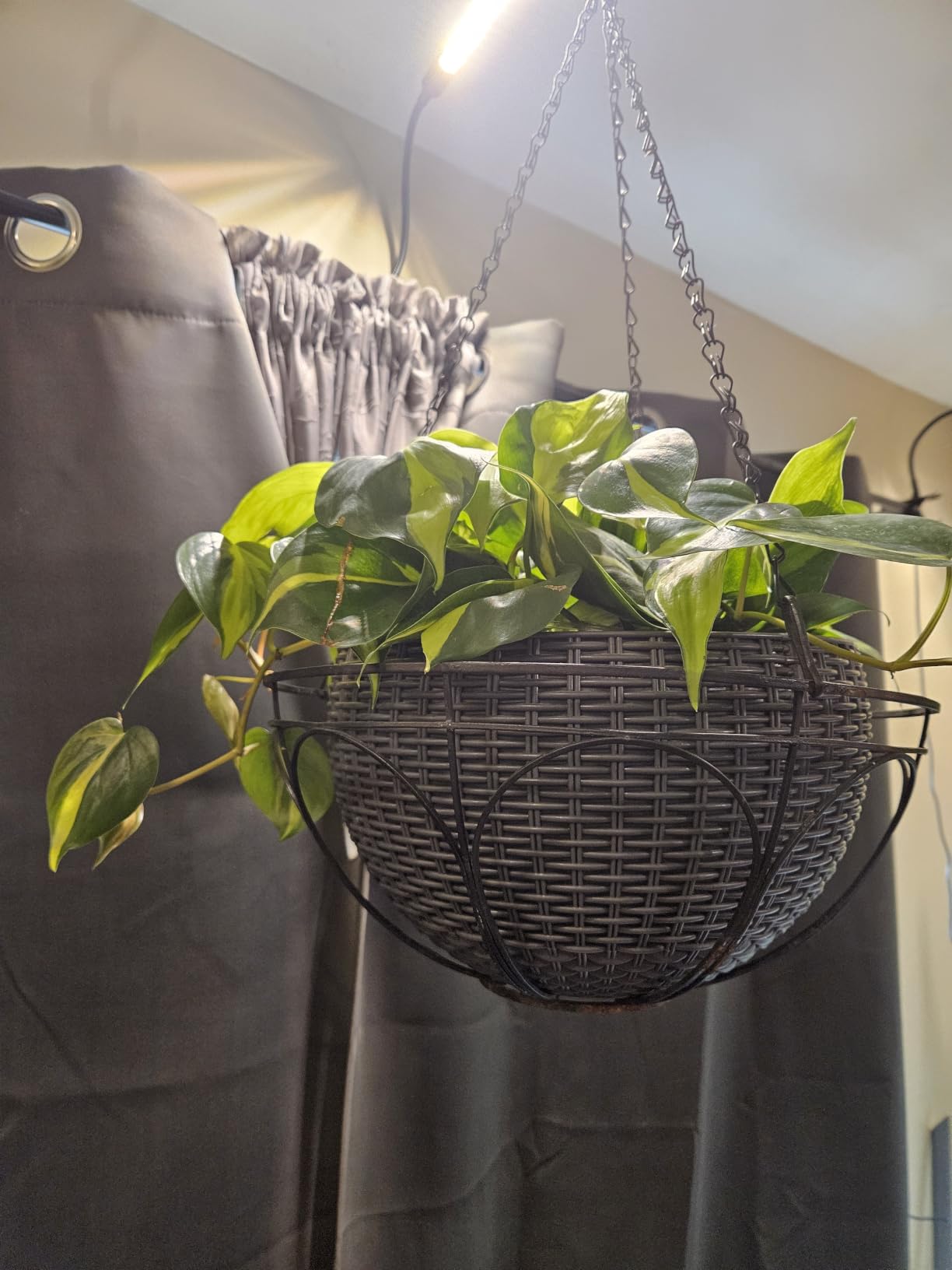 Game Changer! FECiDA 2026 3Pack Clip on Grow Lights for Single Pot Plant customer photo 1