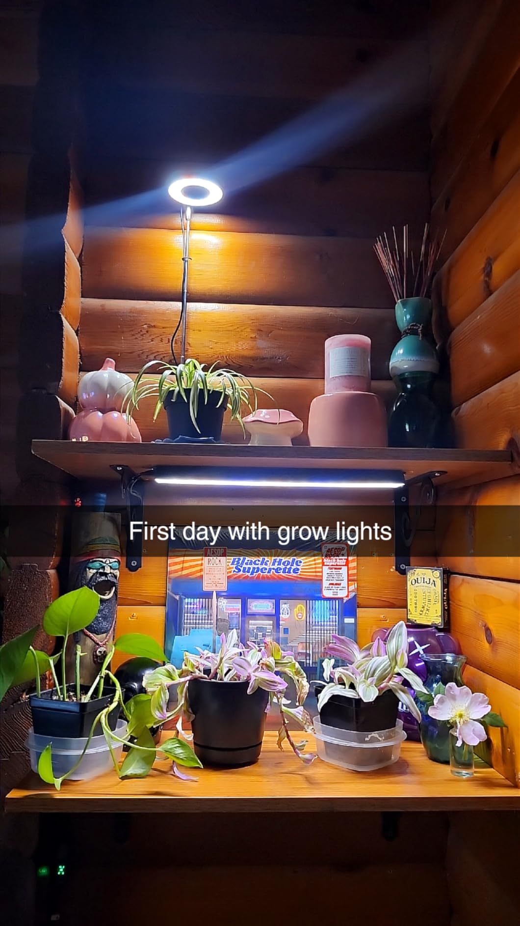 Wolezek 14in Grow Light Strip for Indoor Plants, Full Spectrum customer photo 1