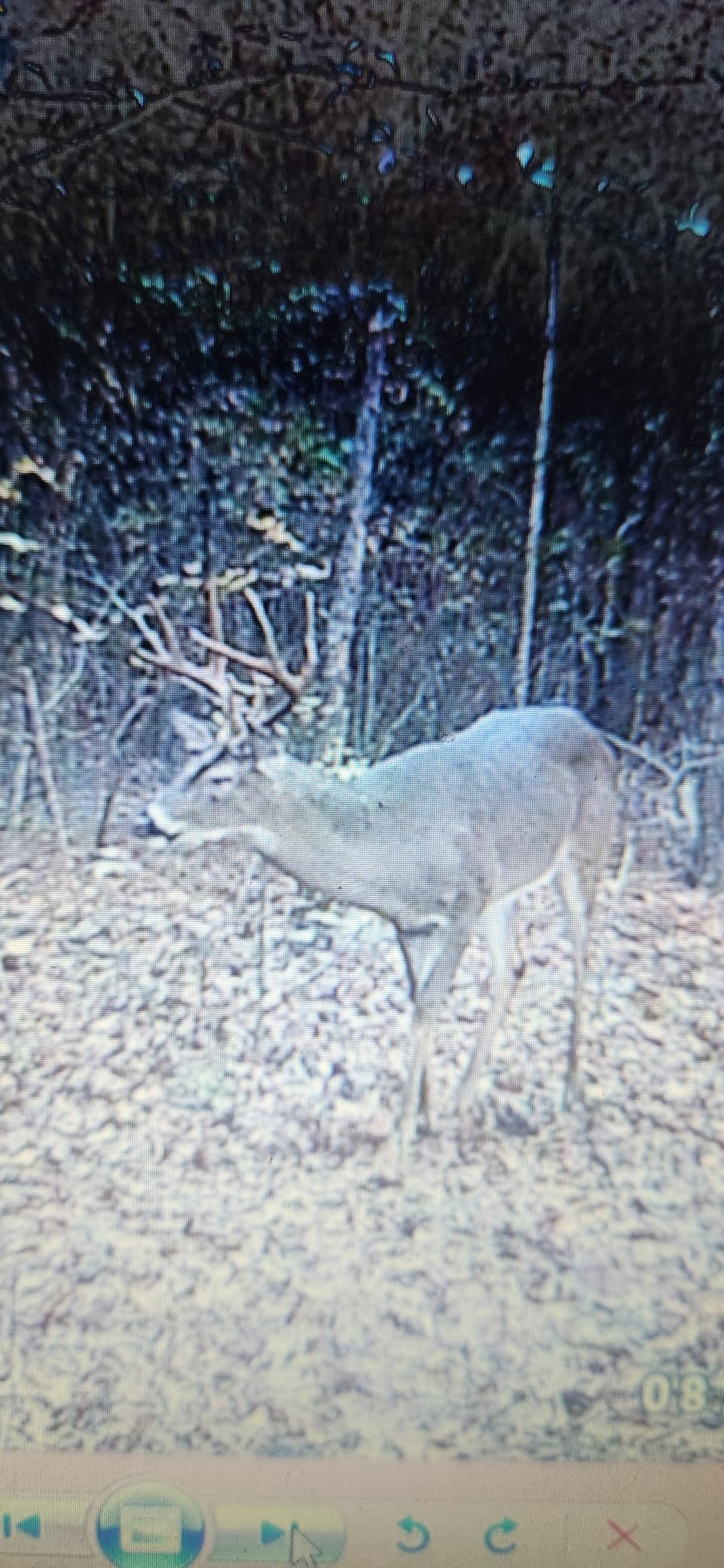 GardePro E5S 2-Pack Trail Camera, 64MP Photo & 1296P HD Video customer photo 1