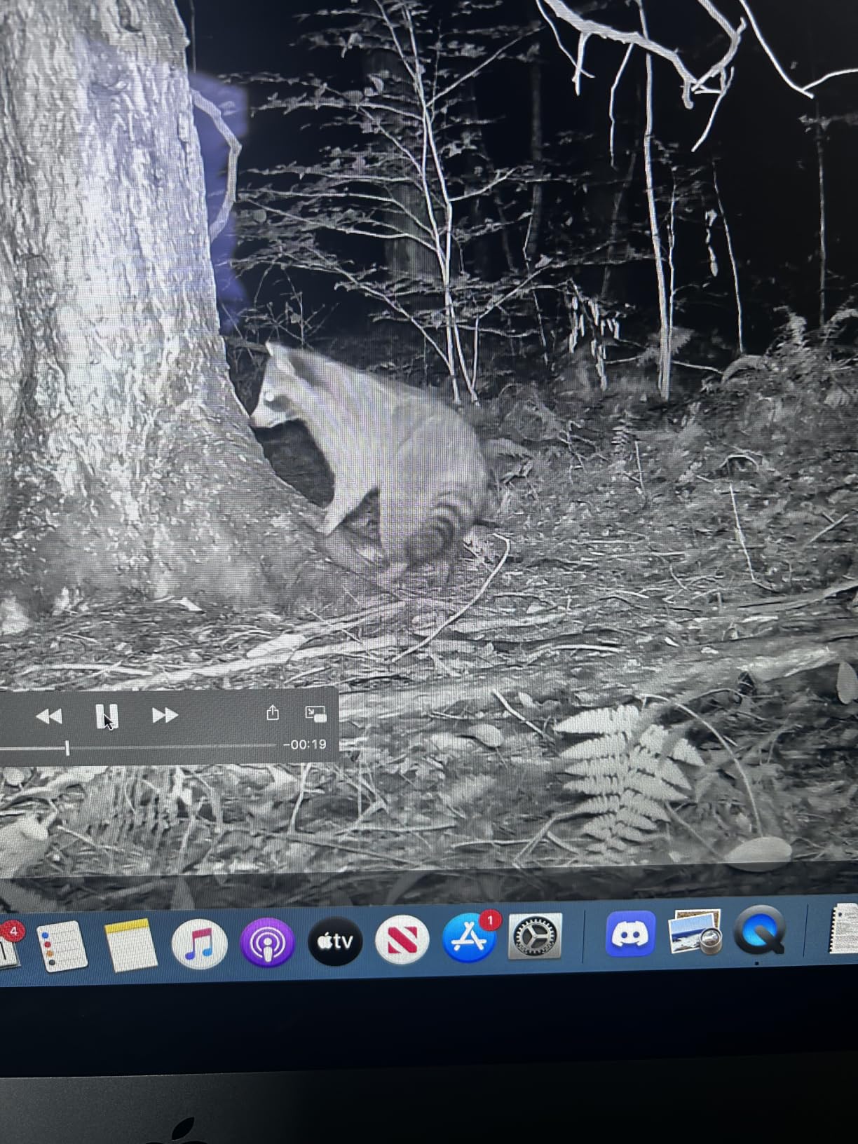 Meidase 2 Pack (Non-Cellular, Non-WiFi) Trail Camera P70, 64MP 1296p, No-Glow IR Night Vision, Motion Activated, Waterproof, Game Camera customer photo 1