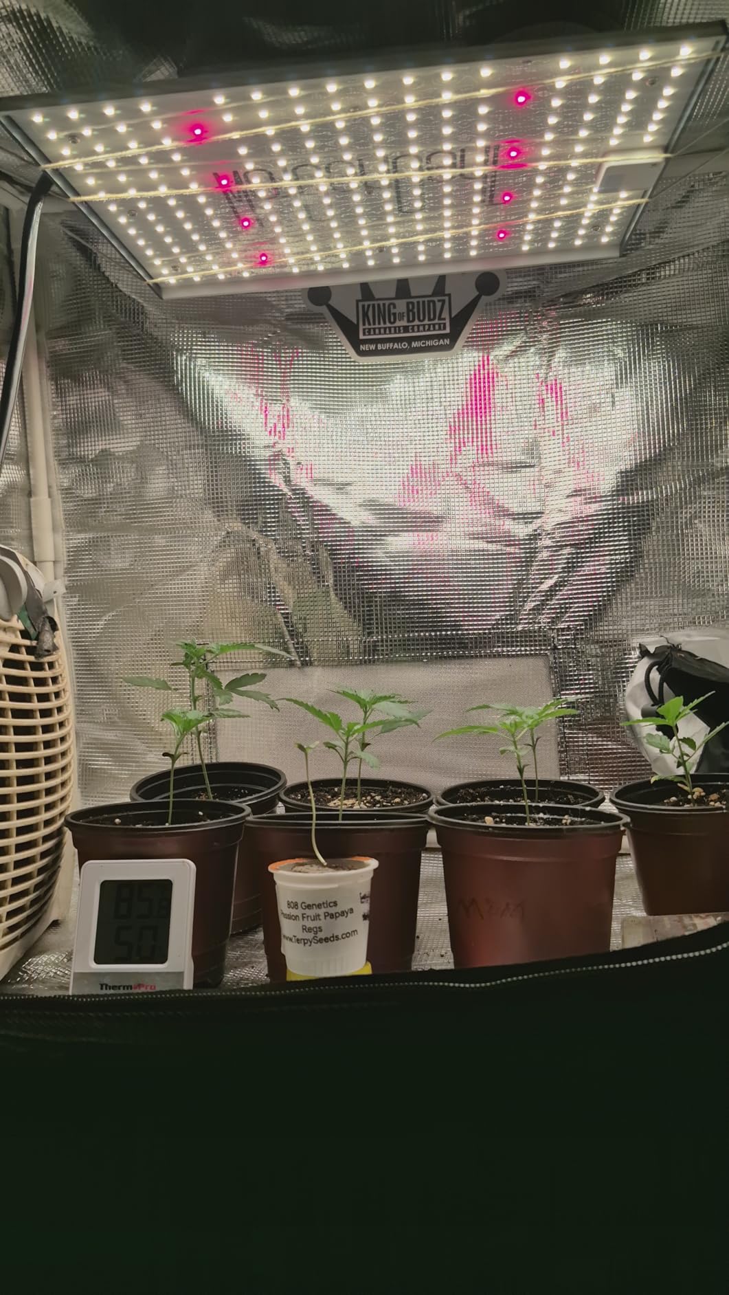 MA200 LED Grow Lights for Seed Starting Vegetables Bloom, 200W Dimmable Daisy Chain, Grow Lights for Indoor Plants Full Spectrum for 2x4/4x4ft Coverage, Grow Tent, High Yield Cultivation customer photo 1