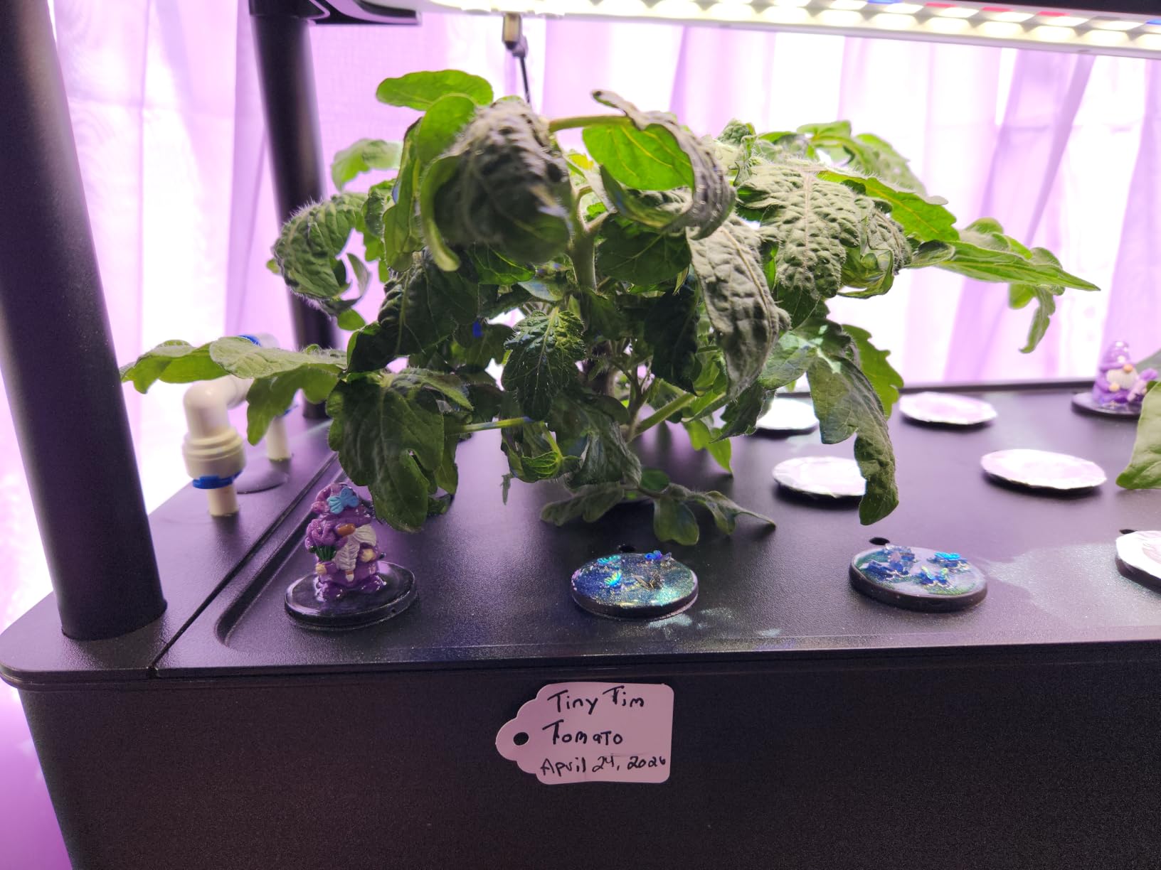 Growell Large Hydroponics Growing System Kit, 60 Pods Vertical Hydroponic Garden with 2 Light Modes Grow Light, Auto Circulating Water System, 32L Indoor Gardening System for Herb Vegetable Fruit customer photo 2