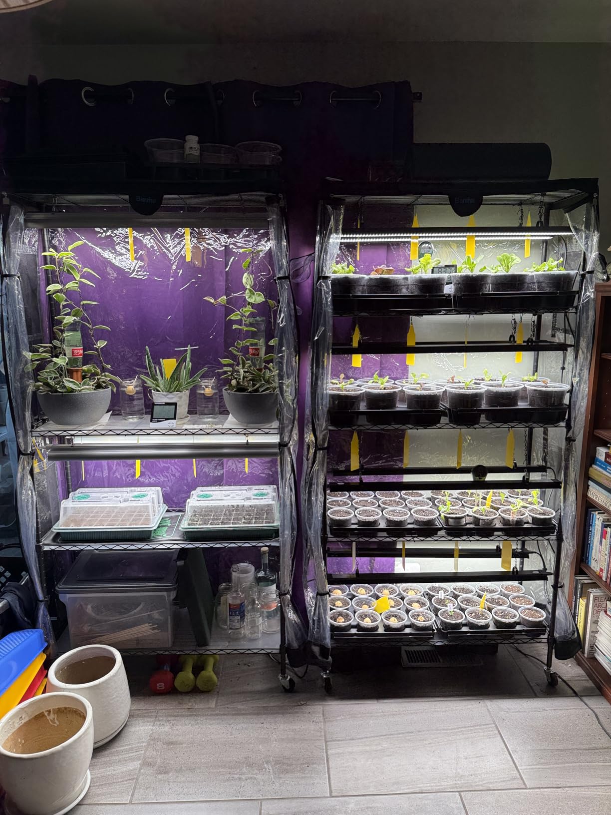 Barrina LP750 Indoor Greenhouse with Grow Light, 4 Tier Stand with Tent customer photo 2