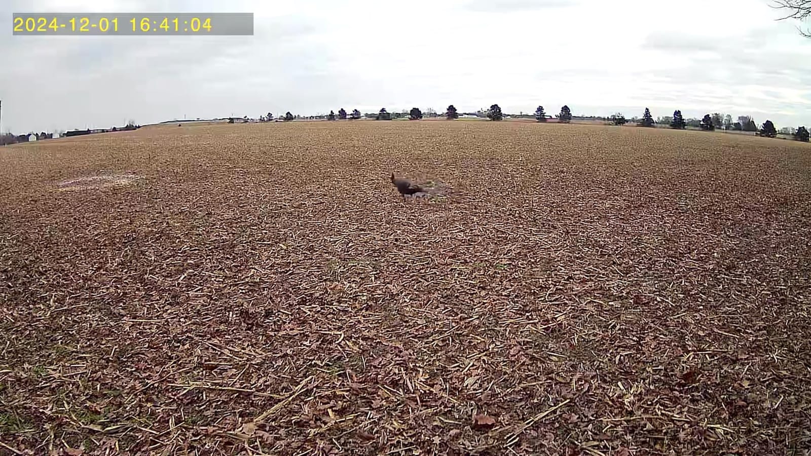 4G LTE Cellular Trail Cameras, 2.5K 360° Live Always-On-Video Recording customer photo 2
